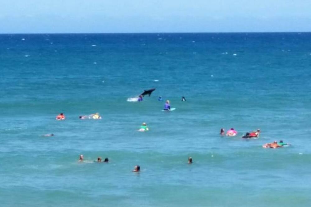 Ajkula Australija, Foto: Beta/AP