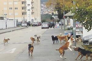 Psi lutalice prave probleme u Baru: Za sedam mjeseci 123 napada na...