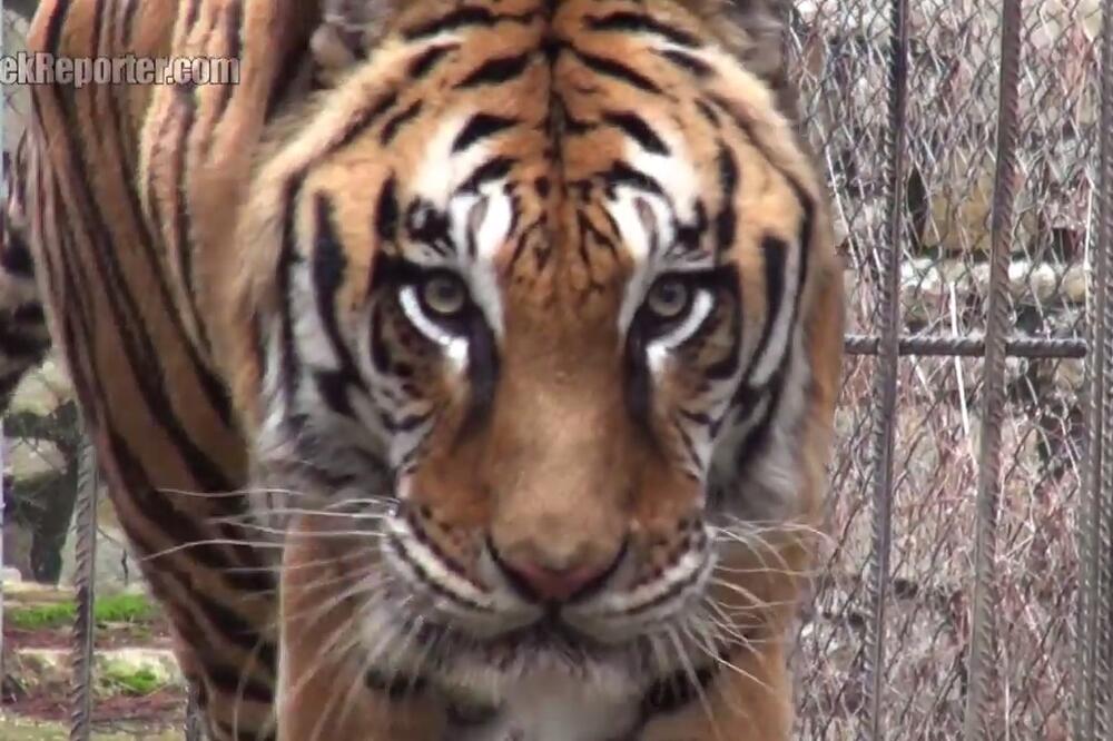 Fivos tigar, Foto: Screenshot