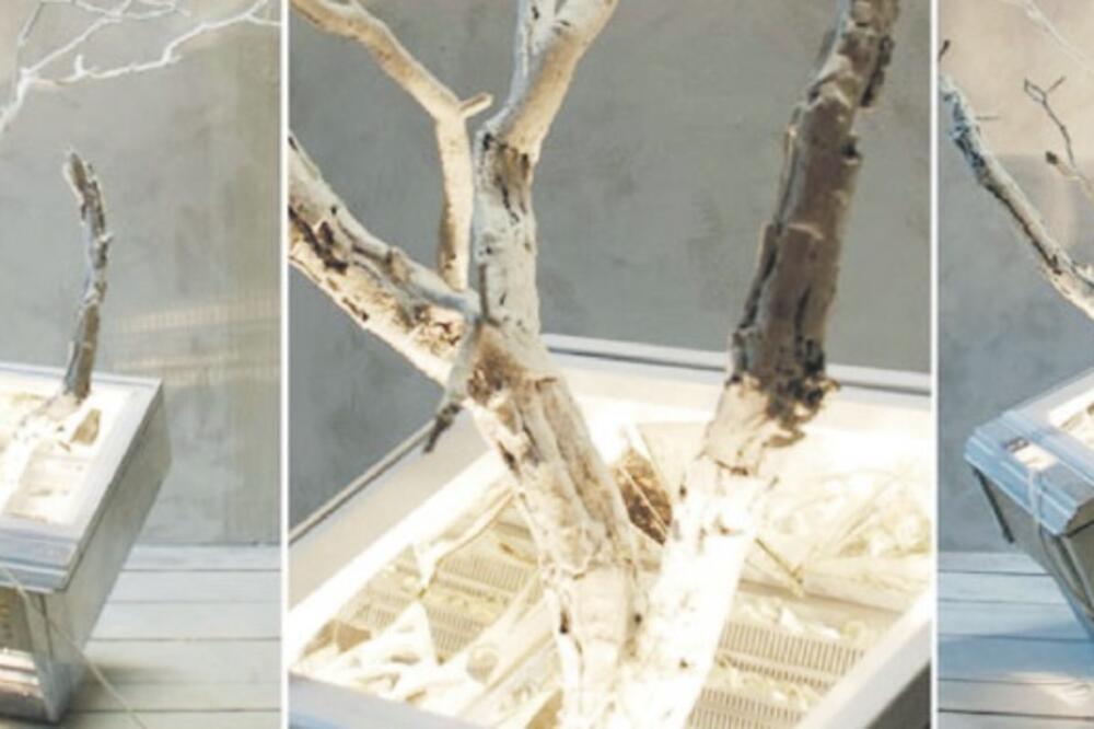 Rad Adrijane Gvozdenović