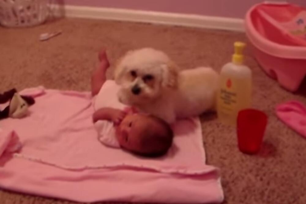 pas, beba, Foto: Screenshot (YouTube)