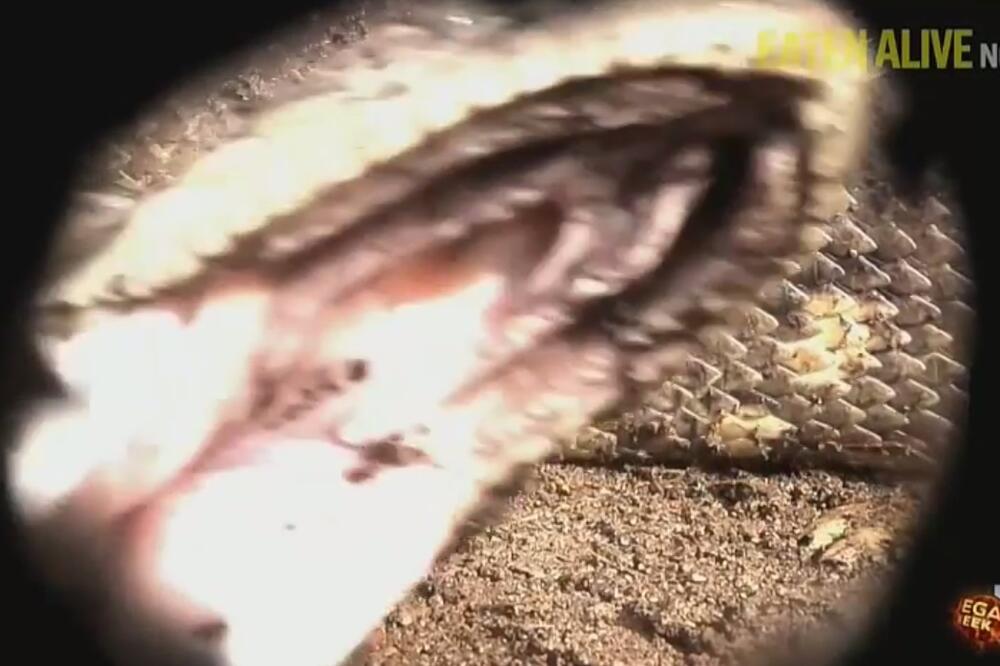 Živ pojeden, Foto: Screenshot (YouTube)