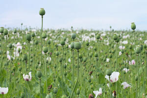 Mjanmar: Raste proizvodnja opijuma