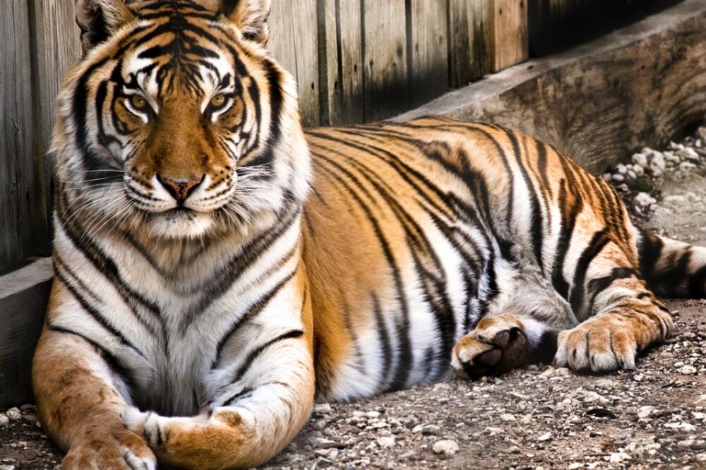 Tigar, Foto: Shutterstock
