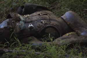 Pol Rosoli je bio u utrobi anakonde