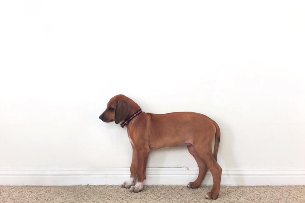 Sofija, rodezijski ridžbek, Foto: Screenshot (YouTube)