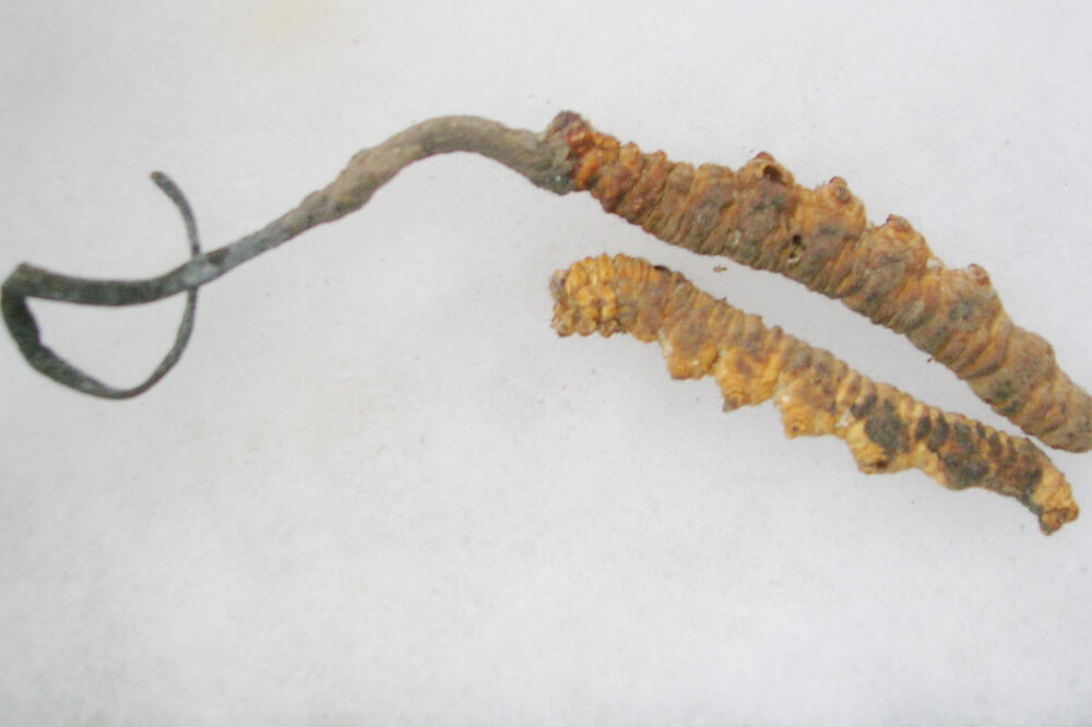 Cordyceps sinensis, Vijagra sa Himalaja, Foto: Wikipedia