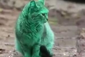Riješena misterija bugarske zelene mačke