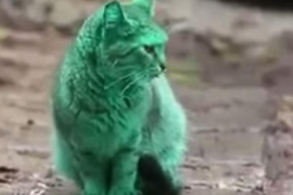 Zelena mačka, Foto: Screenshot (YouTube)