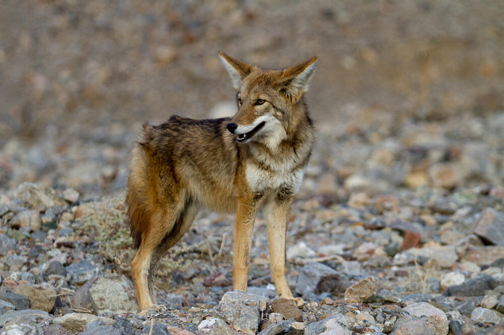 Kojot, Foto: Shutterstock