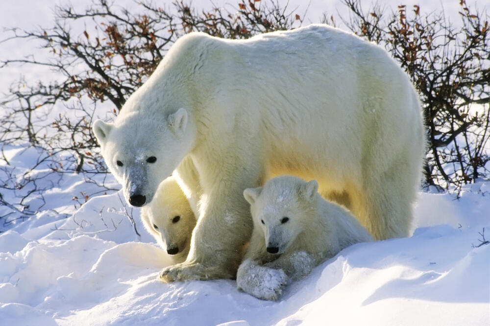 Polarni medvjedi, Foto: Shutterstock