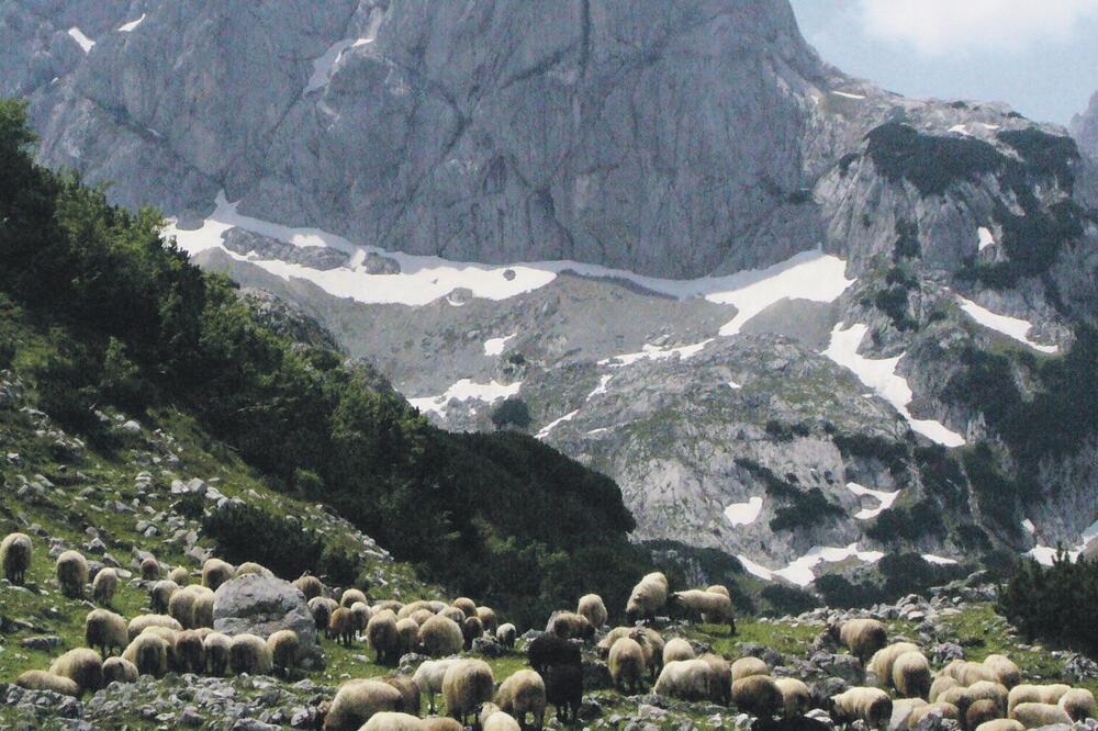 ovce, Foto: Arhiva Vijesti