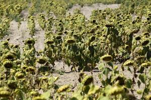 Klimatske promjene uticaće na ekonomije zapadnog Balkana