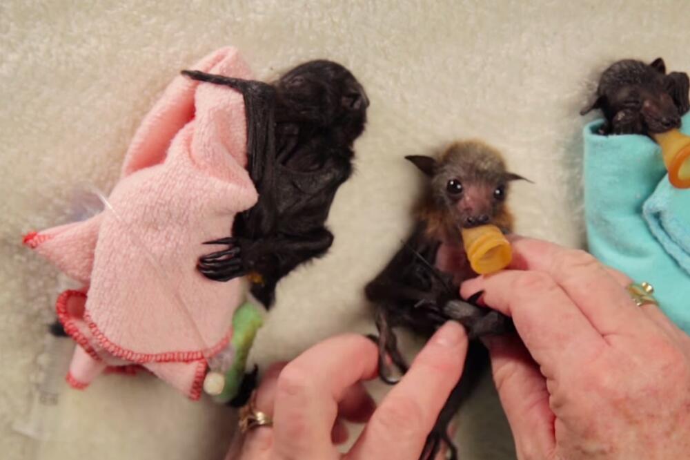 slijepi miš, Foto: Screenshot (YouTube)