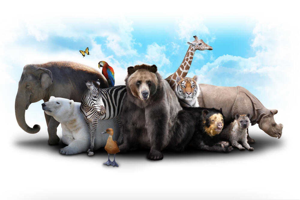 životinje, Foto: Shutterstock