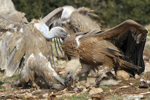 Lešinari moraju da urade nešto zaista gadno da bi preživjeli