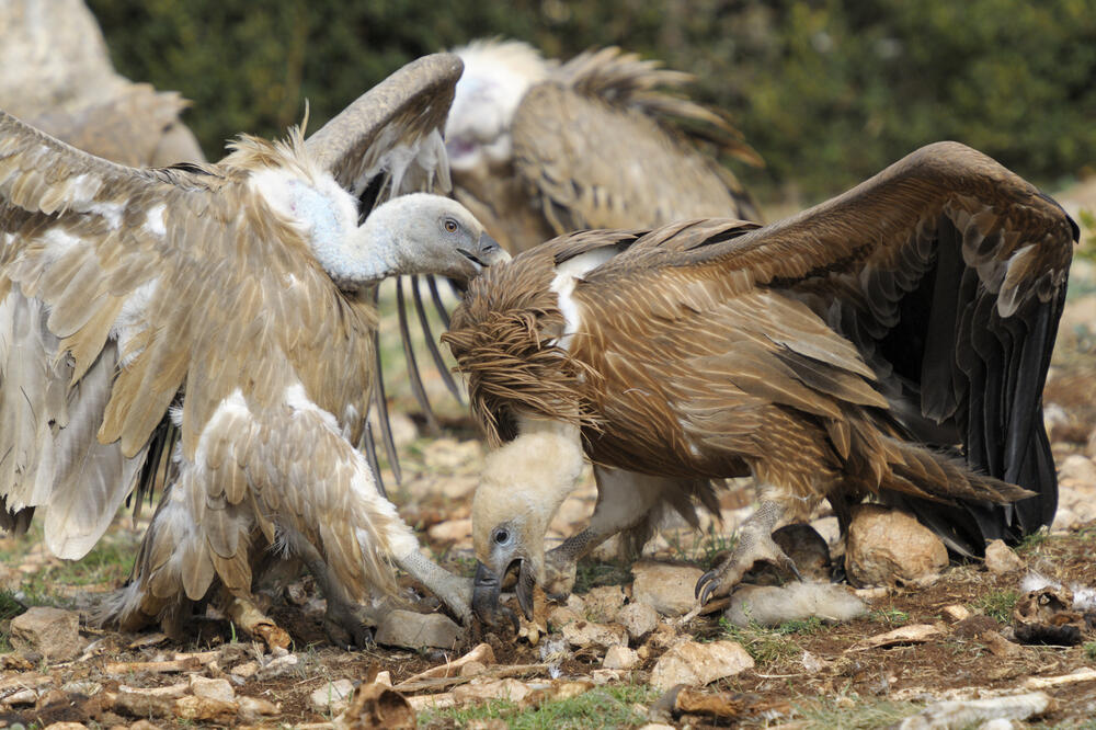 Lešinari, Foto: Shutterstock