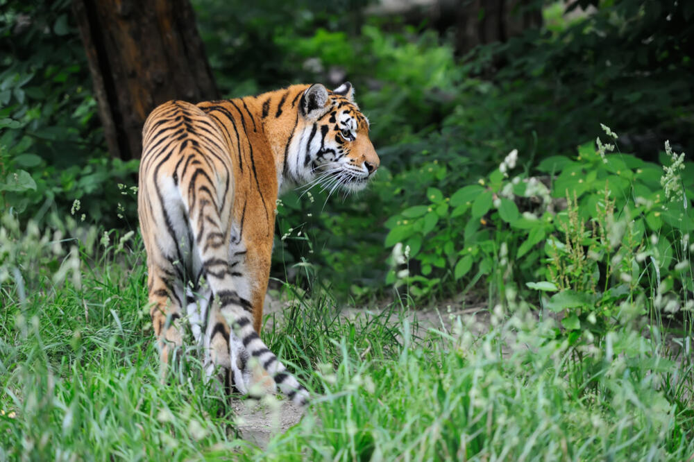 Tigar, Foto: Shutterstock