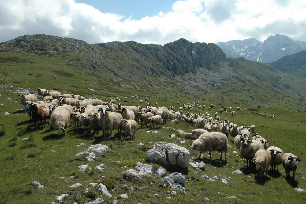 Ilustracija, Foto: Picasa, Picasa