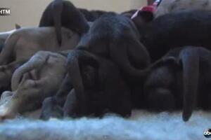 Upoznajte Snouvi, njemačku dogu i mamu čak 19 štenaca