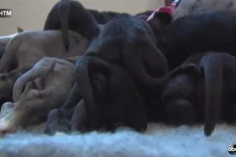 štenad njemačke doge Snouvi, Foto: Screenshot (YouTube)