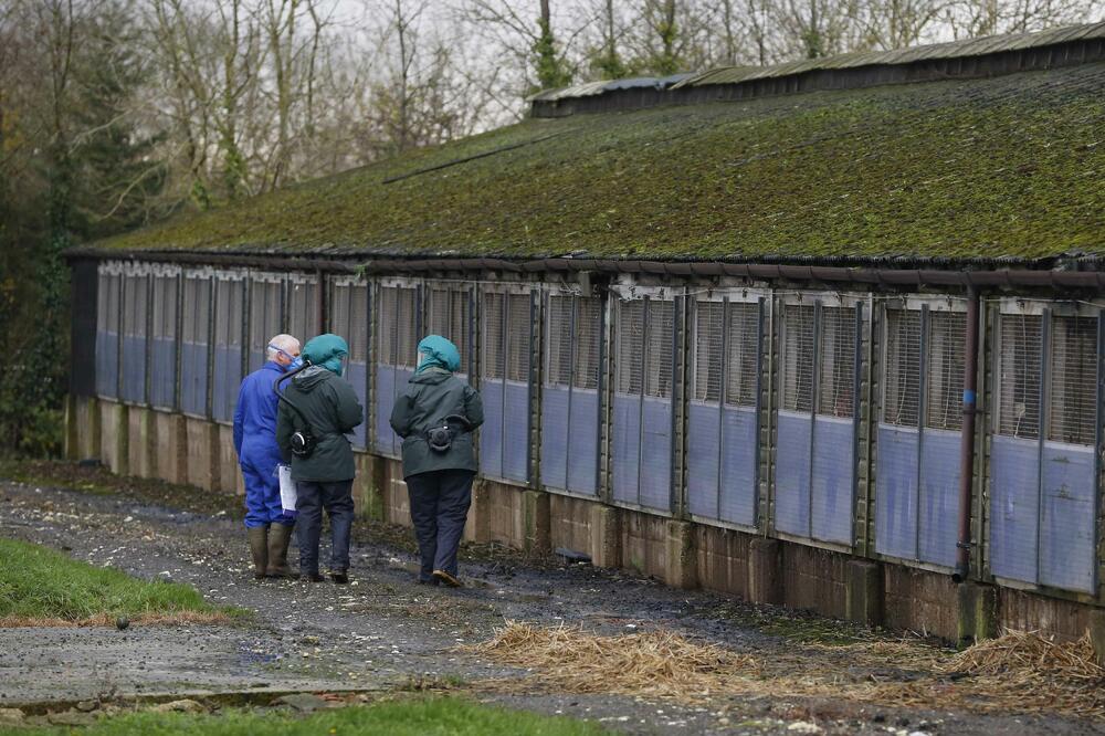 farma pilića, Holandija, Foto: Reuters