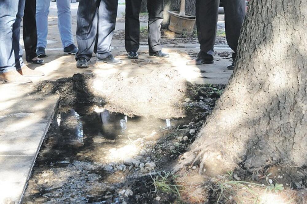 Slavoljub Stijepović, Foto: Luka Zeković