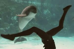 Nasmijani delfini