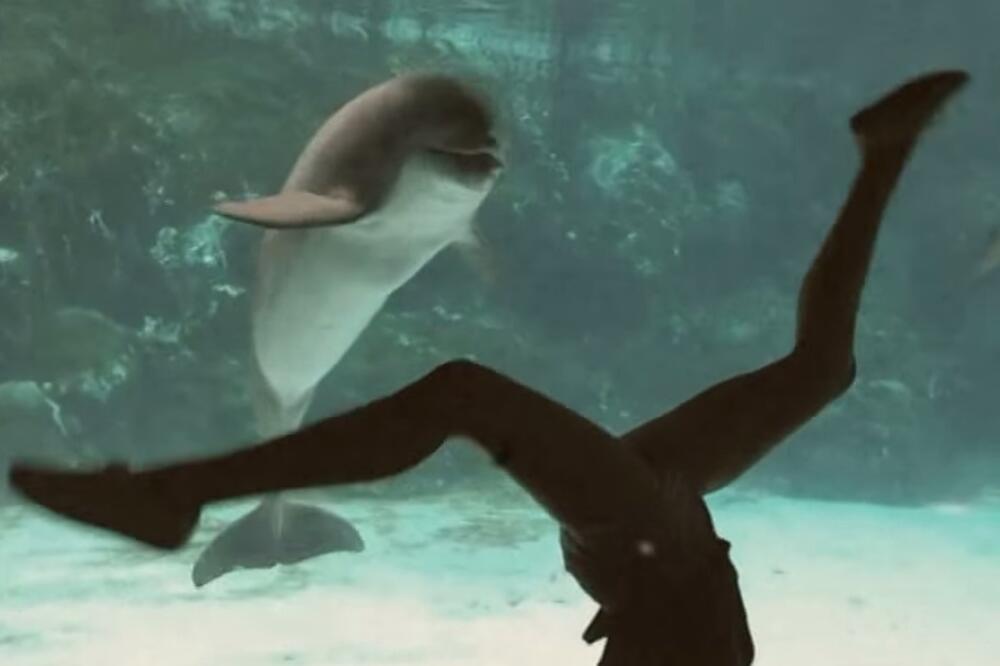 delfin, Foto: Screenshot (YouTube)