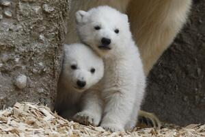 Drastičan pad broja bijelih medvjeda na Arktiku
