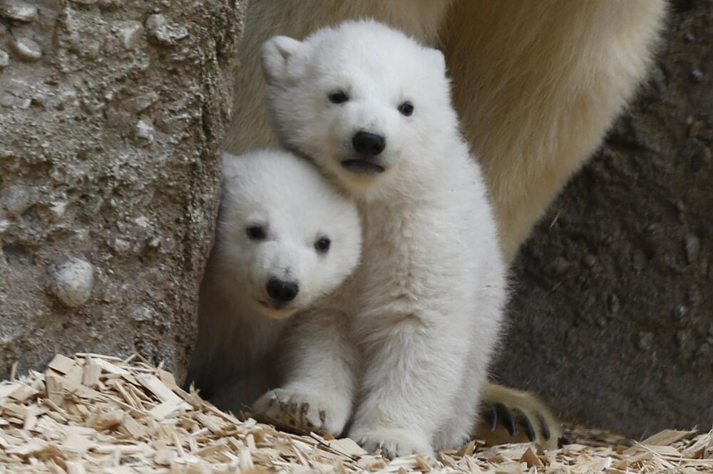 polarni medvjedi, Foto: Reuters