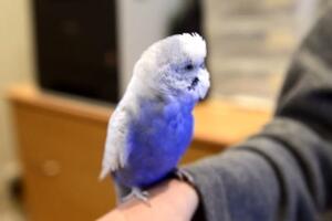 Papagaj Blui oponaša robota iz "Ratova zvijezda"