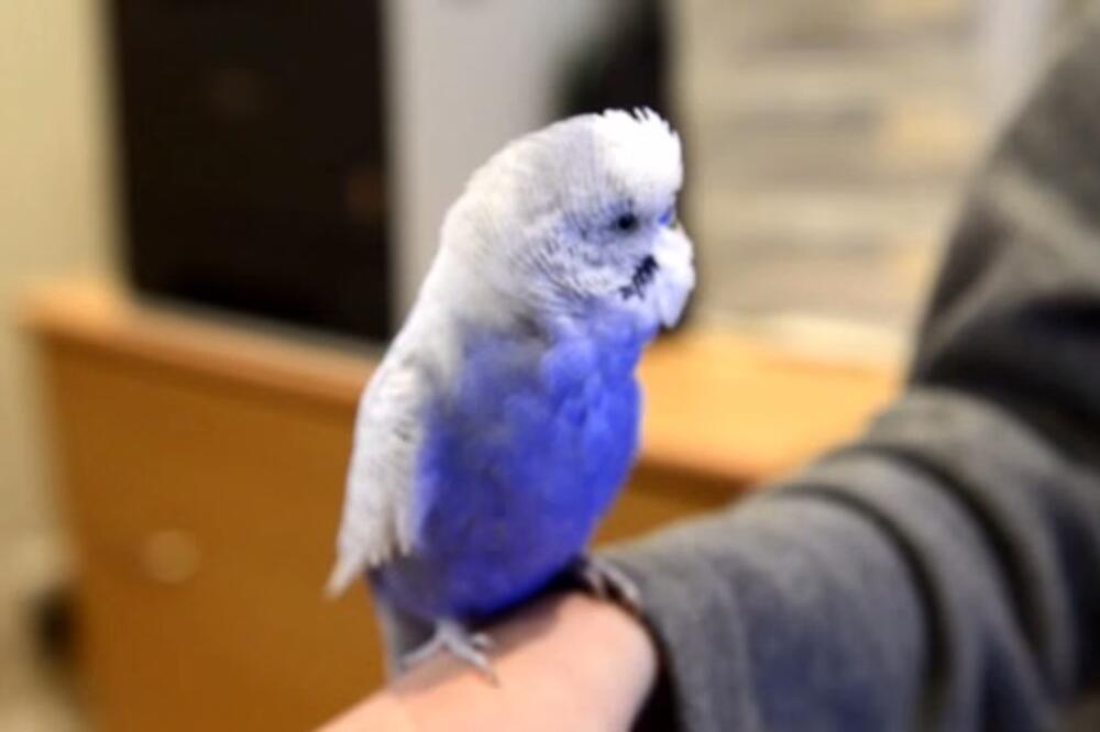 papagaj, Foto: Screenshot (YouTube)