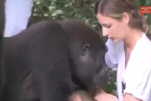 Susret Britanke i gorile nakon 12 godina