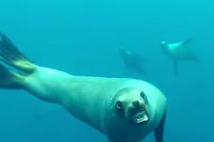 Ronilac izbjegao napad morskog lava [VIDEO]