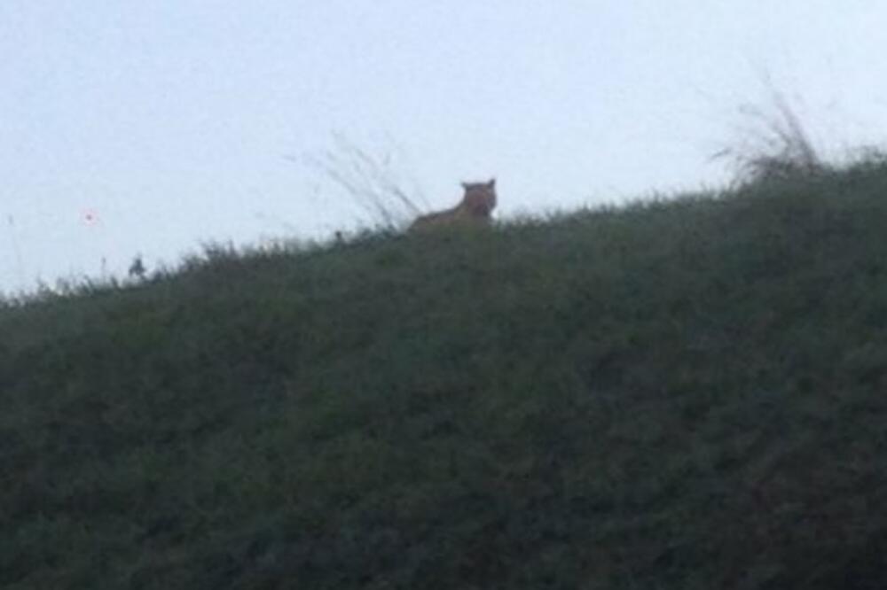 Tigar, Foto: Facebook