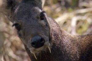 Kašmirski mošusni jelen ponovo viđen nakon 60 godina