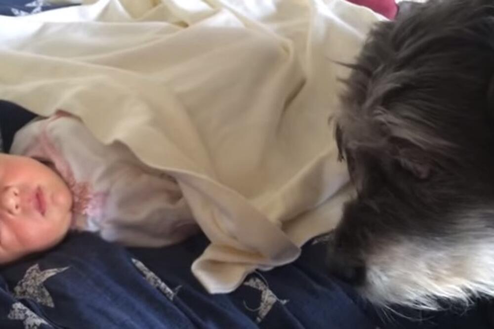 pas, beba, Foto: Screenshot (YouTube)