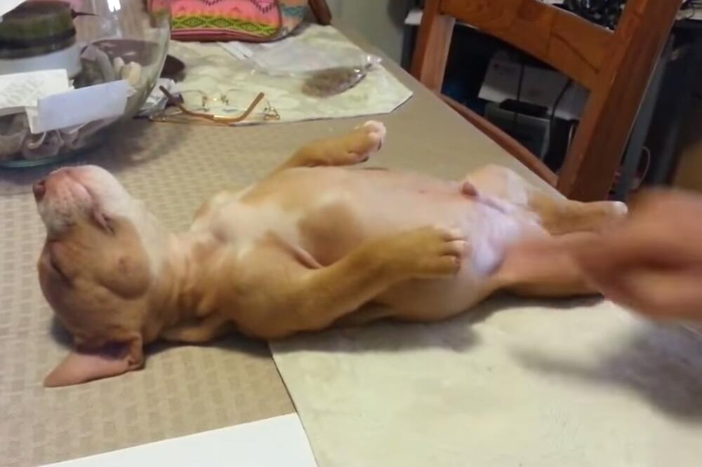 pas koji neće da se probudi, Foto: Screenshot (YouTube)