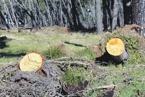 Pojačana kontrola korisnika šuma i lovišta na sjeveru zemlje