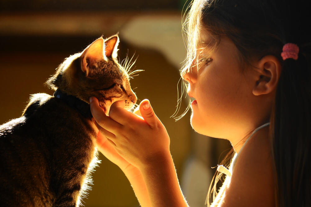 mačke, mačka, Foto: Shutterstock