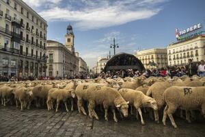 Kako protestuju španski pastiri: 2.000 ovaca na ulicama Madrida