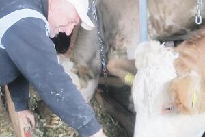 Stočar koji ne zna za odmor