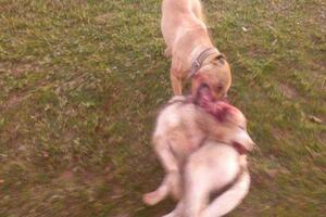 Prijava protiv Beranca zbog sumnje da je psa natjerao da zakolje...