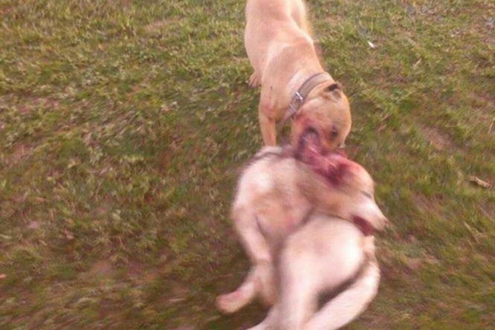 Bogosav Bubanja, Foto: Facebook