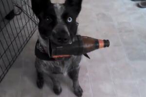 Australijanac naučio psa da mu donese pivo iz frižidera