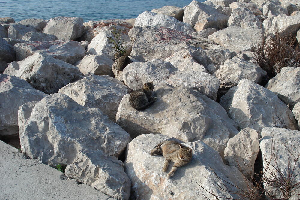 Bar, Foto: Milan Vujović