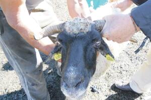 Ugrožena stoka u cijeloj državi