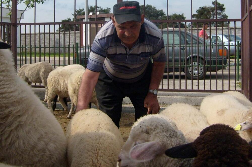 ovce stočna pijaca, Foto: Jovan Stanišić
