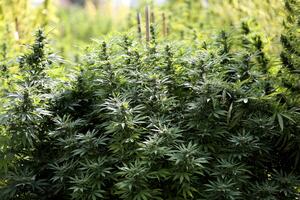 Vlada odbila upotrebu marihuane u medicinske svrhe